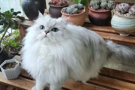 金吉拉猫（黄金吉娃娃）-猫事百科网